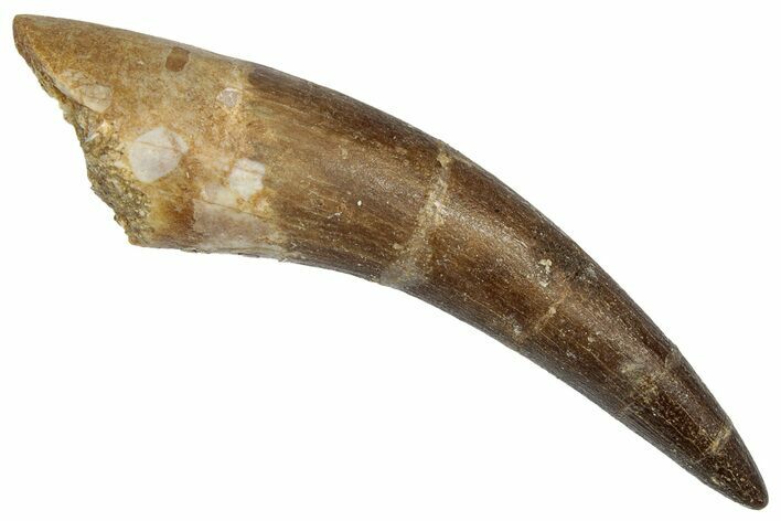 Large, Fossil Plesiosaur (Zarafasaura) Tooth - Morocco #344246